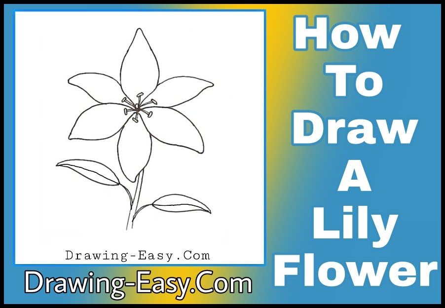 How to Draw a Lily Flower | Step by Step Lily Flower Drawing For Kids