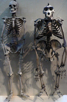 This is a human skeleton compared to a gorilla skeleton, gorilla glass