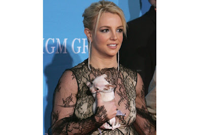 Top 10 Most Famous Celebrity Dogs Britney Spears – Bit Bit