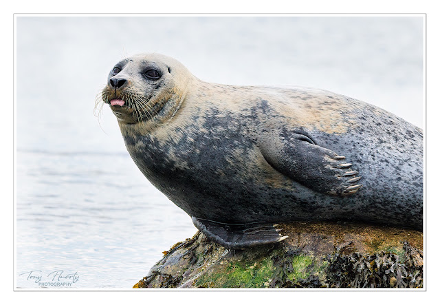 A harbour seal poking its tongue out at us