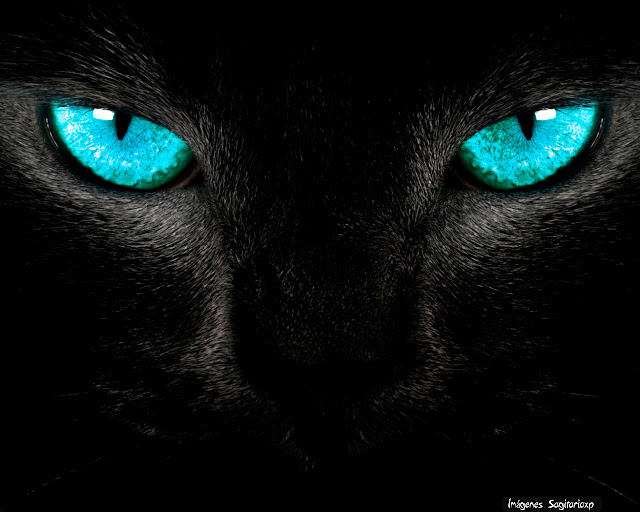 Gato ojos azules Wallpaper