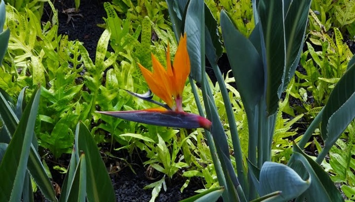 hawaii bird of paradise