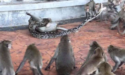 Why are monkeys jumping on trees afraid of snakes crawling on the ground?