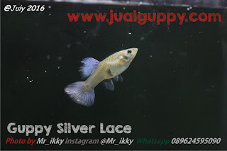 Jual Guppy Silver Lace,  Harga Guppy Silver Lace,  Toko Guppy Silver Lace,  Diskon Guppy Silver Lace,  Beli Guppy Silver Lace,  Review Guppy Silver Lace,  Promo Guppy Silver Lace,  Spesifikasi Guppy Silver Lace,  Guppy Silver Lace Murah,  Guppy Silver Lace Asli,  Guppy Silver Lace Original,  Guppy Silver Lace Jakarta,  Jenis Guppy Silver Lace,  Budidaya Guppy Silver Lace,  Peternak Guppy Silver Lace,  Cara Merawat Guppy Silver Lace,  Tips Merawat Guppy Silver Lace,  Bagaimana cara merawat Guppy Silver Lace,  Bagaimana mengobati Guppy Silver Lace,  Ciri-Ciri Hamil Guppy Silver Lace,  Kandang Guppy Silver Lace,  Ternak Guppy Silver Lace,  Makanan Guppy Silver Lace,  Guppy Silver Lace Termahal,  Adopsi Guppy Silver Lace,  Jual Cepat Guppy Silver Lace,  Kreatif Guppy Silver Lace,  Desain Guppy Silver Lace,  Order Guppy Silver Lace,  Kado Guppy Silver Lace,  Cara Buat Guppy Silver Lace,  Pesan Guppy Silver Lace,  Wisuda Guppy Silver Lace,  Ultah Guppy Silver Lace,  Nikah Guppy Silver Lace,  Wedding Guppy Silver Lace,  Flanel Guppy Silver Lace,  Special Guppy Silver Lace,  Suprise Guppy Silver Lace,  Anniversary Guppy Silver Lace,  Moment Guppy Silver Lace,  Istimewa  Guppy Silver Lace,  Kasih Sayang  Guppy Silver Lace,  Valentine  Guppy Silver Lace,  Tersayang Guppy Silver Lace,  Unik Guppy Silver Lace, 