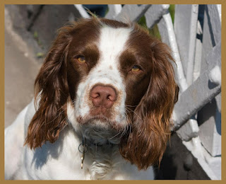 English springer spaniel dogs pictures