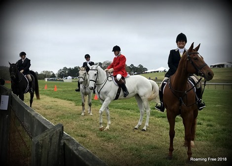 Dressage Horses