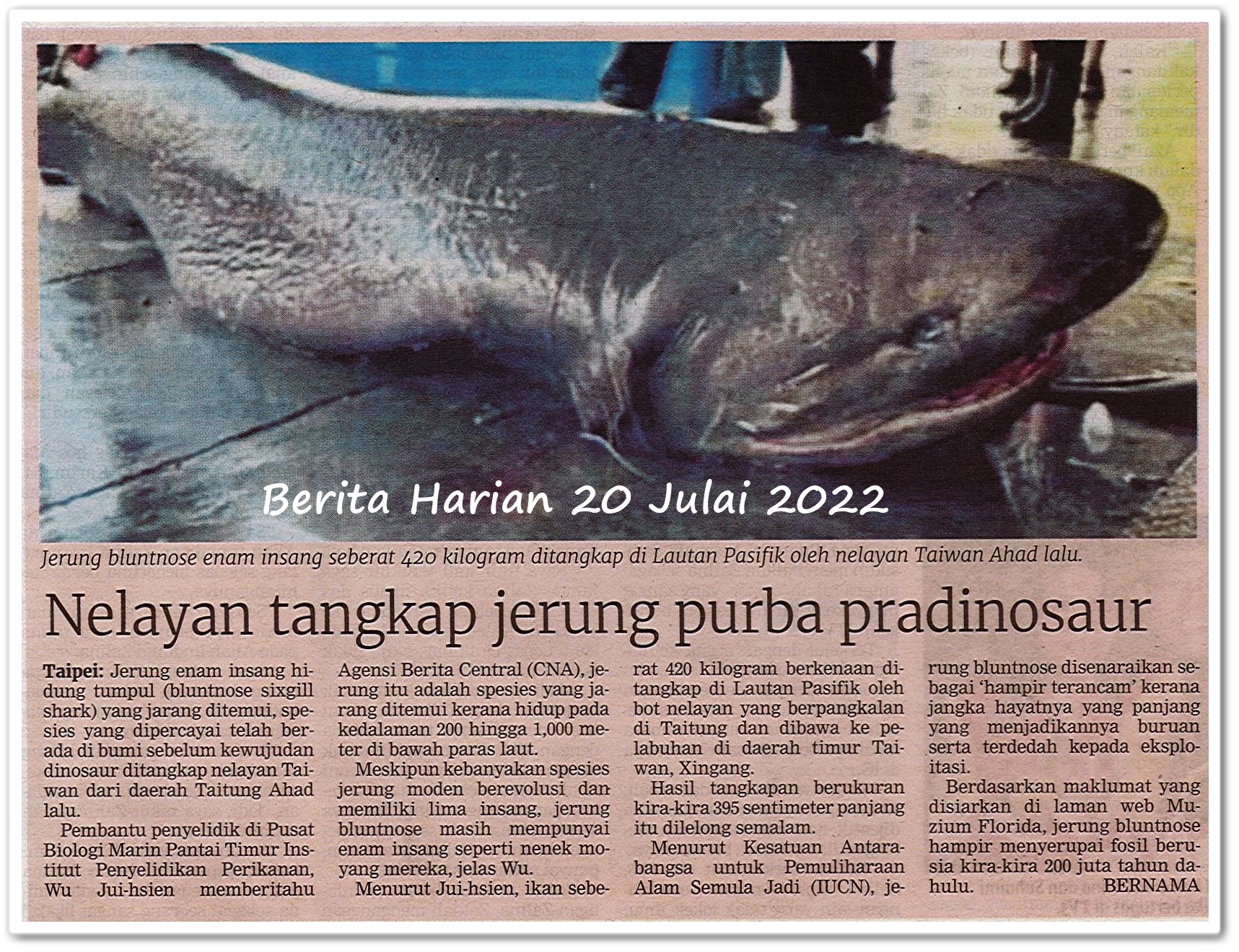 Nelayan tangkap jerung purba pradinosaur - Keratan akhbar Berita Harian 20 Julai 2022