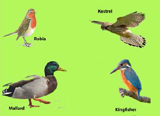 FSc Biology Part 1 XI 11th Chapter 10 Kingdom Animalia Notes Long Questions fscnotes0