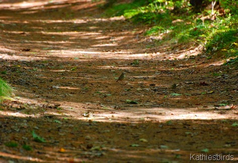 14. birds on path-kab
