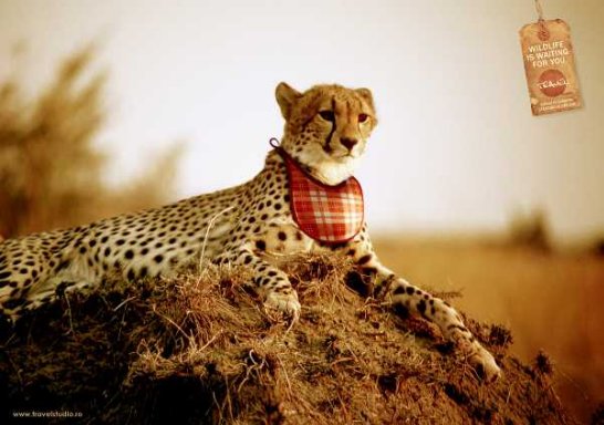 Majestic cheetah