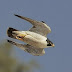 Falcão-peregrino (Falco peregrinus) 
