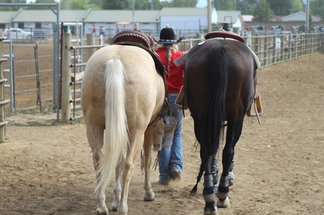 horses being led away at the end of the Sheridan Elk's Youth Rodeo