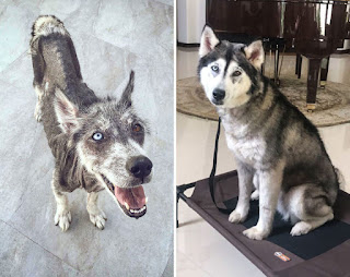 30 fotos de perros antes y después de su adopción que te derretirán el corazón