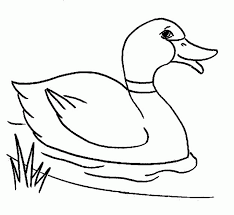 Wild Duck On Forest Coloring Pages For Print