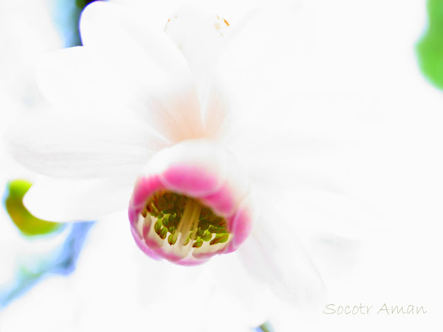 Anemonopsis macrophylla