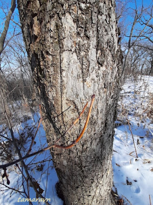 Липа амурская (Tilia amurensis)