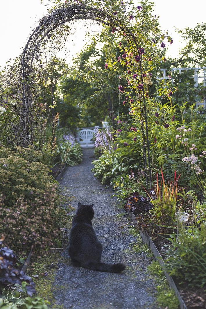 Oravankesäpesä siirtolapuutarha mökkipolku portti musta kissa exotic