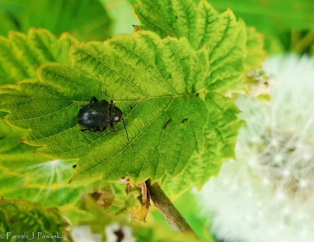 Beetle in the bush