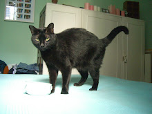 MI GATO/ MY CAT