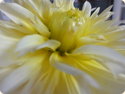 Dahlia