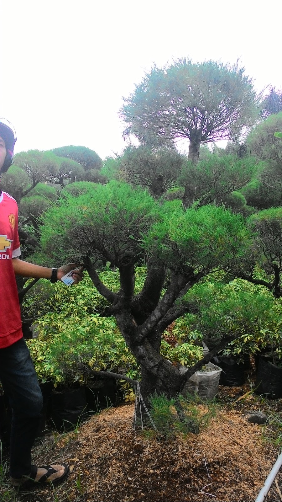 Jual bonsai beringin korea  bonsai cemara udang  bonsai 