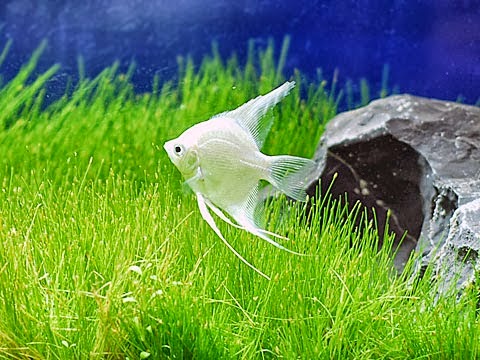 Ikan Manfish ( Angelfish )