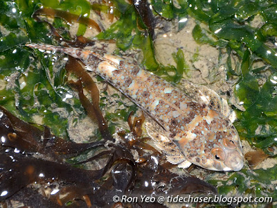 Smallhead Dragonet (Callionymus erythraeus)