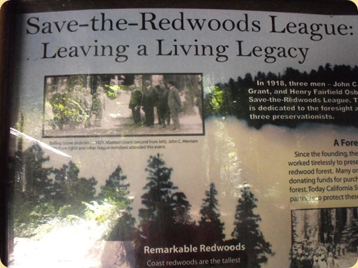 Avenue of the Giants-Ancient Redwoods 106
