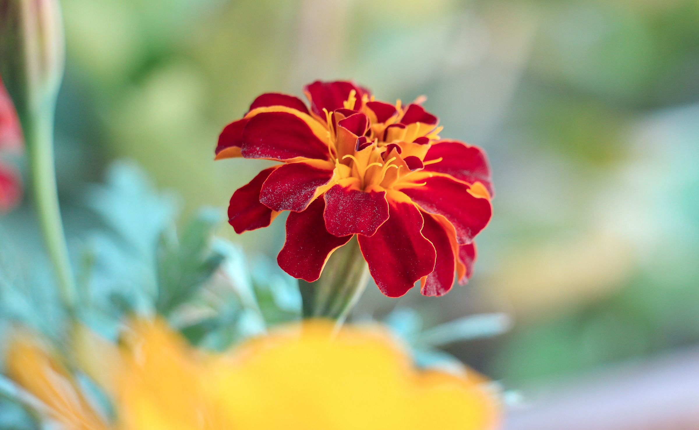 Beauty & Benefits of the Marigold Jolly Jester Flowers