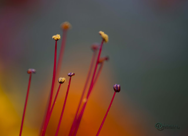 Desert Bird Of Paradise