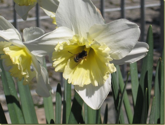inizi primavera 060