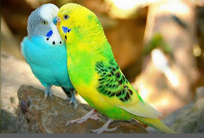 love birds images