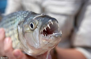 Non photoshopped picture of Tiger Fish.