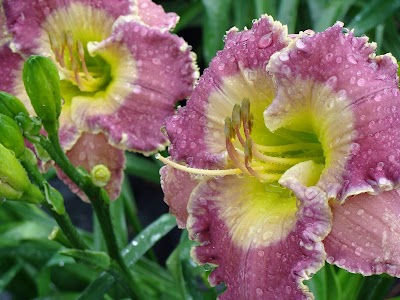 Grace Under Pressure | Daylily Blog on Seeing MORE.