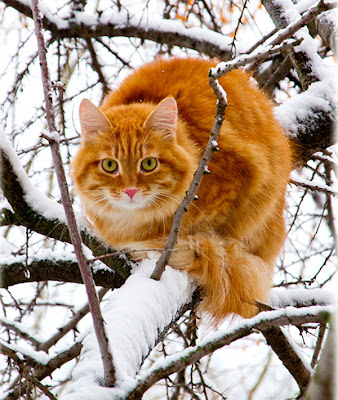 Cats in the Snow Seen On www.coolpicturegallery.us