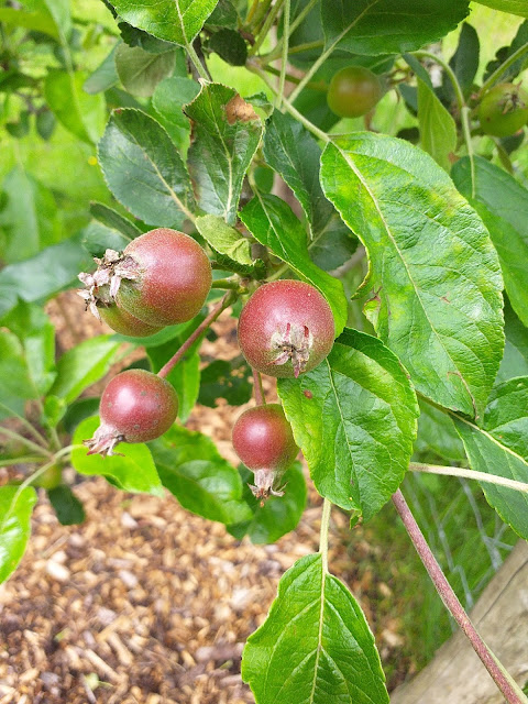 small, red apples starting to grow on a tree