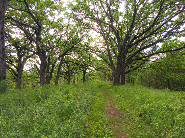 Ice Age Trail Lodi Marsh Segment