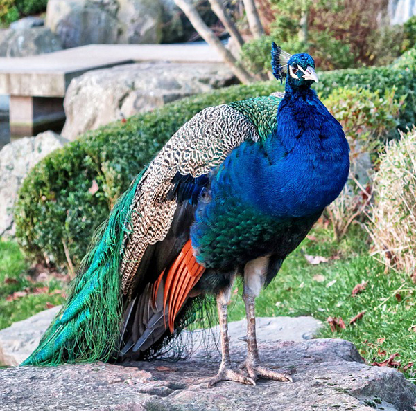 peacock breeding, peacock breeding age, peacock breeding season, peacock breeding dance, breeding peacock