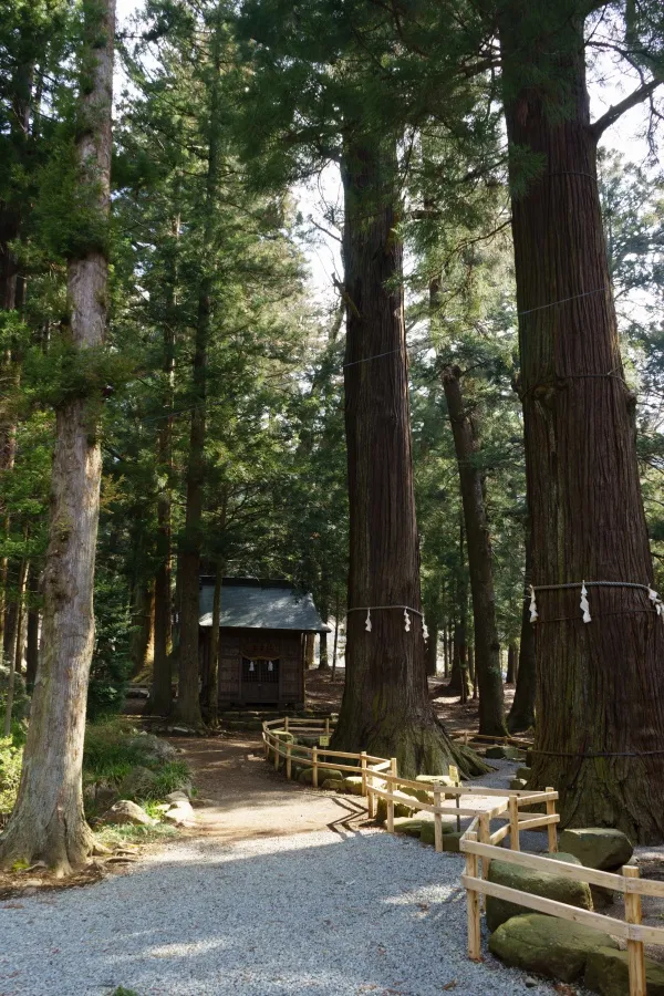 河口浅間神社（山梨）のご神木（県指定天然記念物）