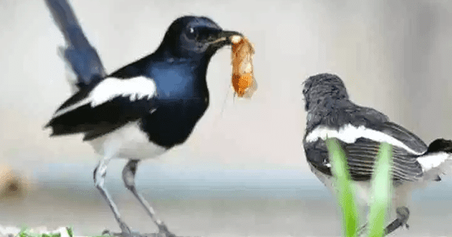 Makanan Burung Decu Kembang : Gambar Burung Decu Kembang Gambar Burung Wallpaper : Burung ...
