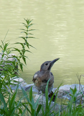 flicker drinking