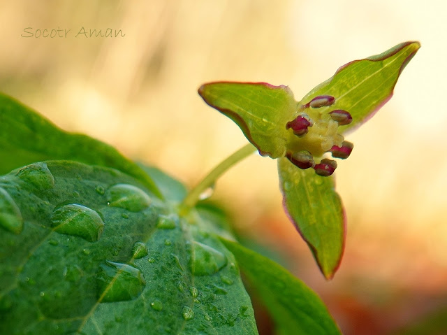 Trillium smallii