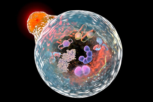 Lysosomal Storage Diseases Therapeutics