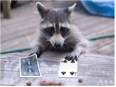 picture of a racoon