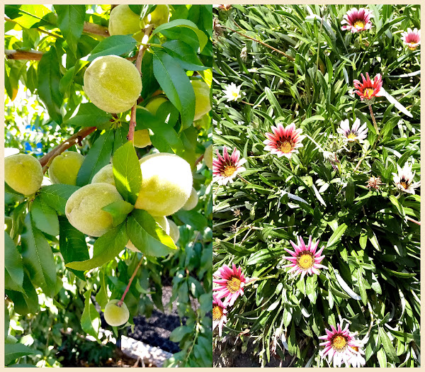 peaches not quite ready and bright ground cover flowers
