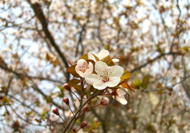 Cherry Plum Flowers Pictures