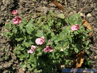 Diascie de Barbera - Diascia barberae