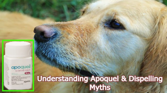 understanding-apoquel-and-dispelling-myths