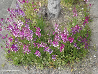 Purple-white flowers along a street in Naruto, Shikoku, Japan