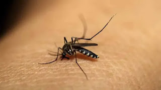 National Dengue Day 2020 अपने आप को वेक्टर जनित बीमारी से बचाने के लिए तथ्य और सुझाव